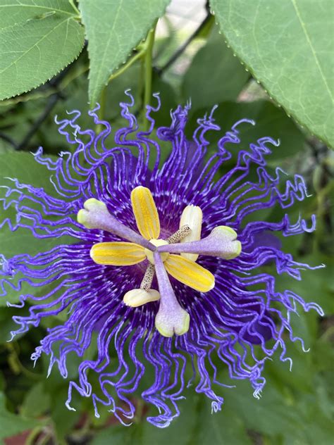 Possum Purple Passion Fruit (Passiflora edulis) - Garden Florida