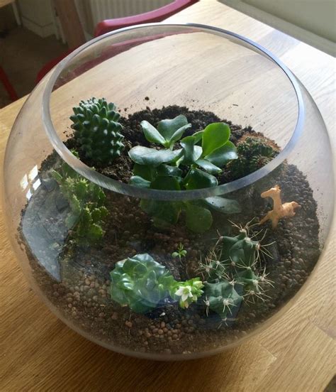 This is the fourth episode of, how to terrarium. in this episode, you will learn everything you need to know in order to make an effective and. How to Grow Cactus and Succulents in a Terrarium ...
