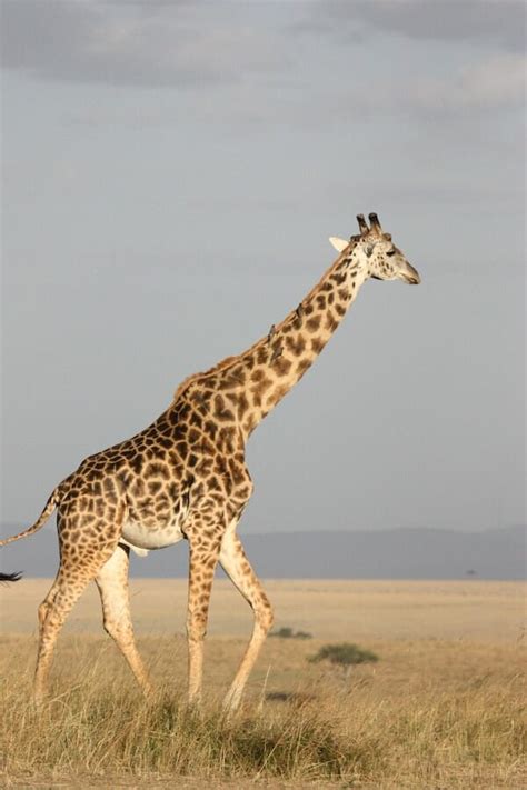 10 Interesting Giraffe Facts That Are Fascinating And Amazing