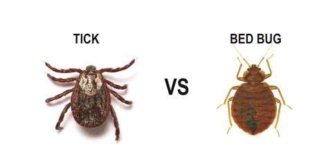 Ticks Bites And Bed Bug Bites