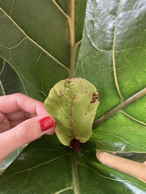 What Are These Brown Spots My Fiddle Leaf Figs New Growth R Plantclinic