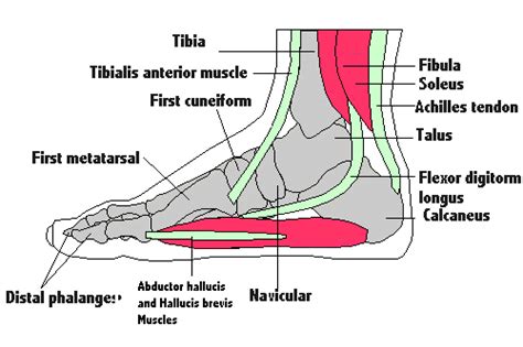 Tendon sheaths in the foot. Foot Anatomy