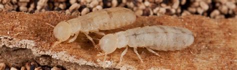 What Do Male Termites Do When No Females Are Around