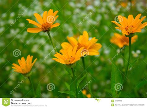 Yellow Summer Flower Stock Photo Image Of Green Yellow 60420990