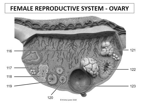 Female Reproductive System Ovaryb Diagram Quizlet