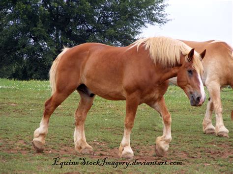 See more ideas about belgian draft horse, horses, draft horses. Belgian Draft Horse - Effulgent Soul Stables