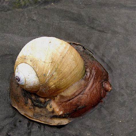 Giant Sea Snail Flickr Photo Sharing