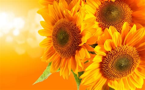 Sunflower Wallpaper ·① Download Free Stunning Hd Backgrounds For
