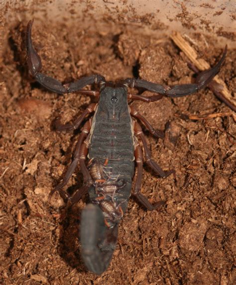 Age tarantulas, scorpions and insects potentially sting and/or bite and can be dangerous; Centruroides-gracilis-Female-for-sale