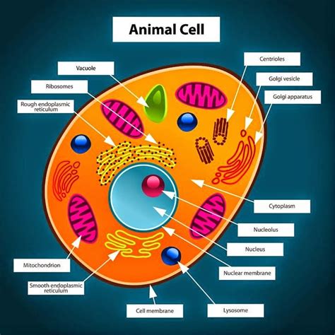 Fundamental Unit Of Life Cell Class 8th And 9th