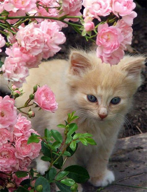 Babies Pets And Animals Images Kitten In The Flowers