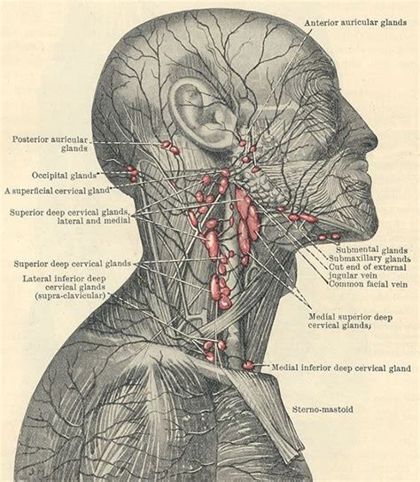 Lymph Nodes Of The Face Lymph Massage Lymphatic System Lymphatic