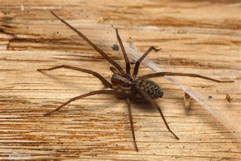 Aus tierdoku, der freien wissensdatenbank. Große Winkelspinne Bilder, Große Winkelspinne Fotos ...