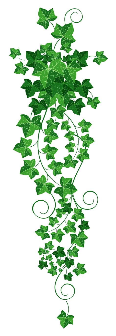 Common Ivy Vine Clip Art Vine Cliparts Transparent Png Download