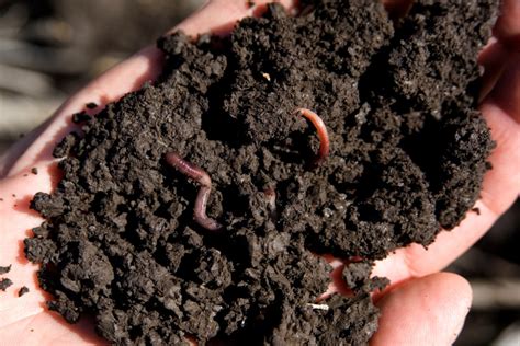 Na Skałach Rozwijają Się Organizmy Pionierskie - Organizmy glebowe pozytywnie oddziałują na właściwości gleb - Agrotechnika