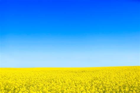 Free Photo Yellow Flowers With A Blue Sky