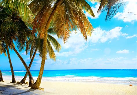 Summer Palms Vacation Tropical Sea Paradise Beach