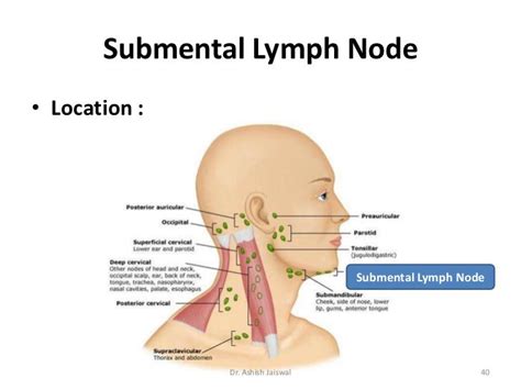 Lymphatic System And Cervical Lymph Nodes By Dr Ashish Jaiswal