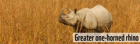 Greater One Horned Rhino Wwf India