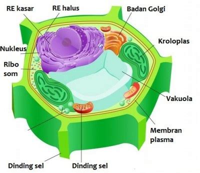 Secara umum, sel tumbuhan memiliki struktur yang sama dengan sel hewan. Tabel Perbedaan Sel Hewan dan Sel Tumbuhan