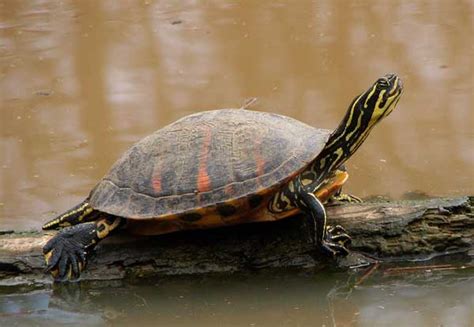 Florida Red Bellied Turtle Size Lifespan Care Guide