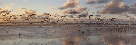 Why Migratory Birds World Migratory Bird Day