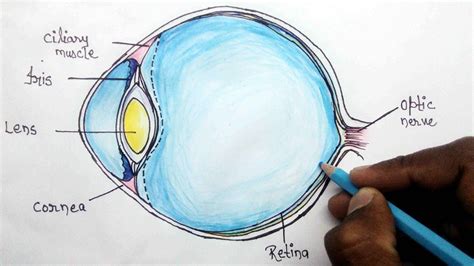 In biology, human biology, physics, and practical the lens of the eye is a flexible unit that consists of layers of tissue enclosed in a tough capsule. How to structure of human eye step by step for beginners ...