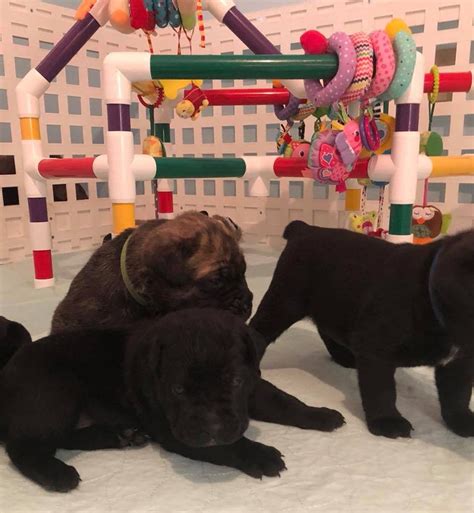 Puppy Play Gym For Early Development And Stimulation Free Etsy