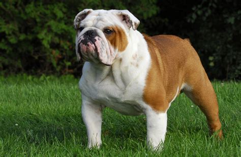 If you are looking for the perfect bulldog puppy that has tons of substance, these guys are it! English Bulldog Puppies for Sale in Scotland, Glasgow ...