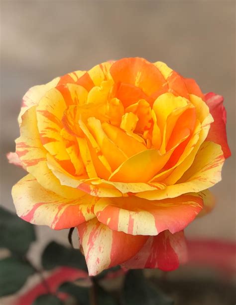 Tropical Sunset Rose Roses