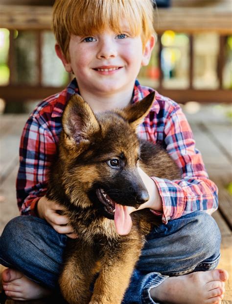 Beautiful 7 week GSD puppies – German Shepherds
