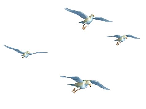 Free Flying Bird Png, Download Free Clip Art, Free Clip Art on Clipart ...