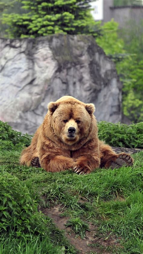 Best 25 Bears Ideas On Pinterest Cute Bears Bear And Bear Cubs