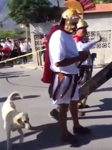 Un Perro Se Volvió Viral Por Defender A Jesús Durante La
