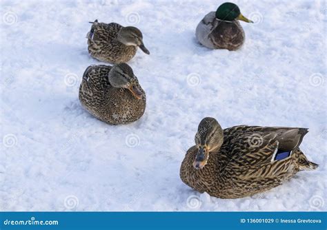 Ducks Sit On The Snow In Winter Stock Image Image Of Cold Ducks