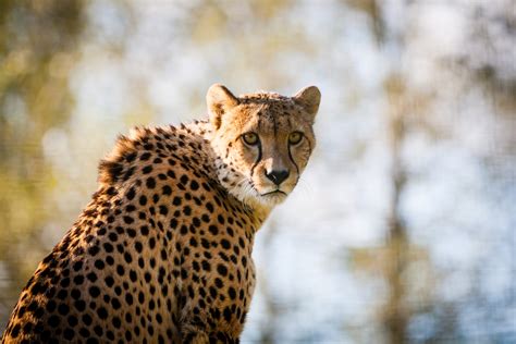 Wallpaper Cheetah Big Cat Hd 4k Animals 4197