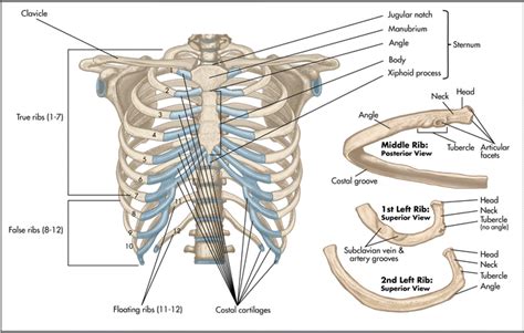Chest Bone Diagram