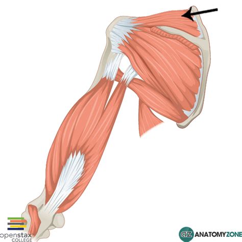 Biceps brachii origin (proximal attachment). Supraspinatus • Muscular, Musculoskeletal • AnatomyZone