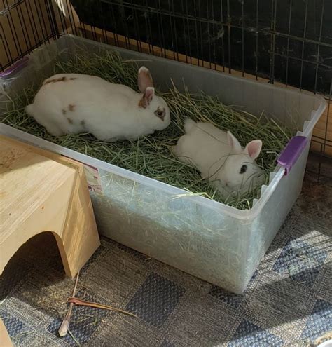 Rabbit Litter Boxes