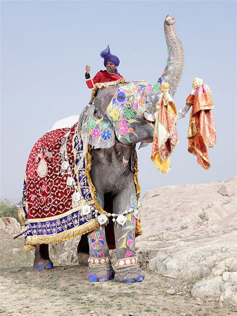 Las Mejores Fotografías Del Mundo Festival De Los Elefantes En La India