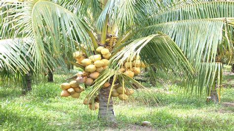 Starting A Business Coconut Tree Farming Business Ideas And Coconut