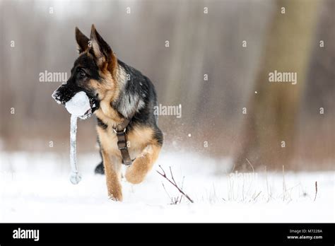 German Shepherd Running In The Snow Hi Res Stock Photography And Images