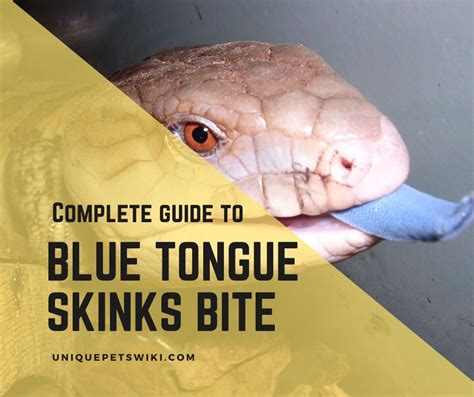Blue Tongue Skink Bite How Bad Is A Blue Tongue Skink Bite