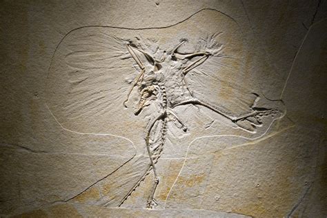 Archaeopteryx P3060 Sarah Flickr