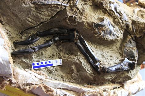  see images of predator x . Dinosaur CSI: The Dinosaur and the Gavel....