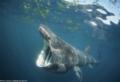 Interesting Facts About Basking Sharks Just Fun Facts