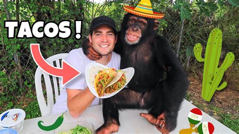 Making Tacos With Chimpanzee Cinco De Mayo For Monkeys Youtube