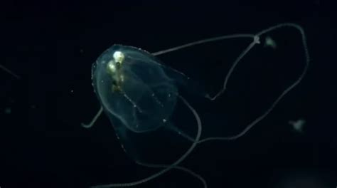 13 Crazy Irukandji Jellyfish Facts Fact Animal