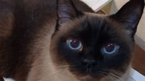 15 Facts You Didnt Know About Siamese Cats Page 2 Of 3 Petpress
