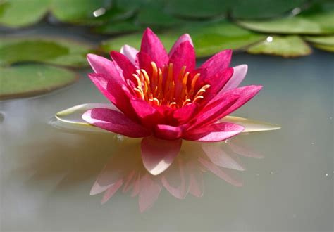 Premium Photo A Beautiful Pink Waterlily Or Lotus Flower In Pond